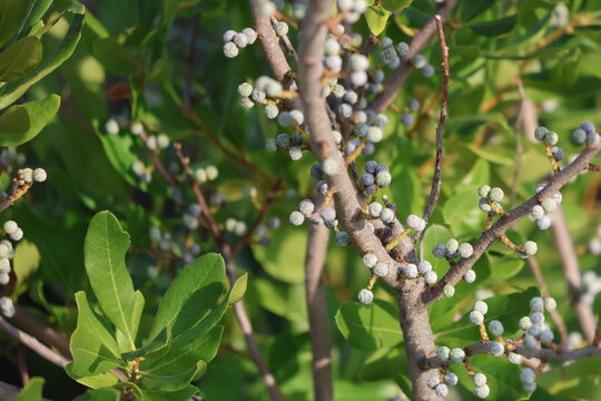 A close-up photograph of northern bayberry bushes budding with small, unripened berries in the evening sun.