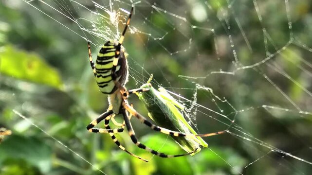 Wespenspinne, Argiope bruennichi im Netz, frisst Heuschrecke und beim Einspinnen der Beute, Zebraspinne