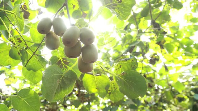 Ripe kiwifruit hanging on vine in orchard farm