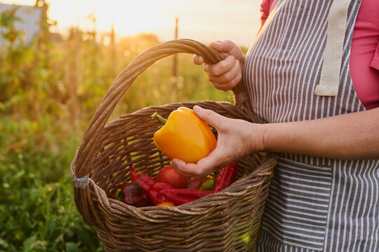 A person gathers fresh vegetables in a basket during sunset at a farm. Bright colors of peppers stand out as they enjoy the harvest at the end of the day