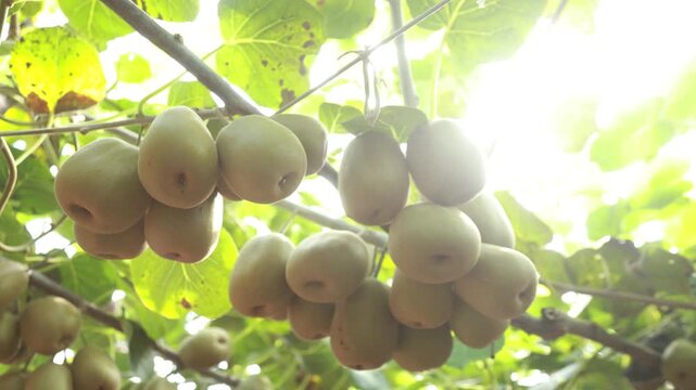 Ripe kiwifruit hanging on vine in orchard farm