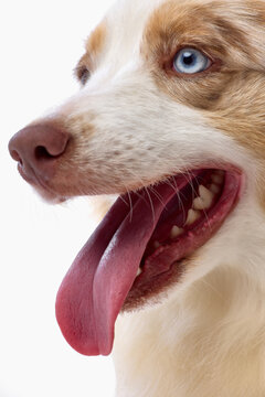 Close portrait of panting Australian Shepherd with blue eye and long tongue. Concept of pet portrait, canine expression, animal health, breed features, studio photography.