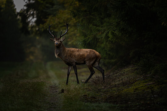 View of a majestic red deer stag standing on a forest path in the Klosterhede Plantage, Denmark.