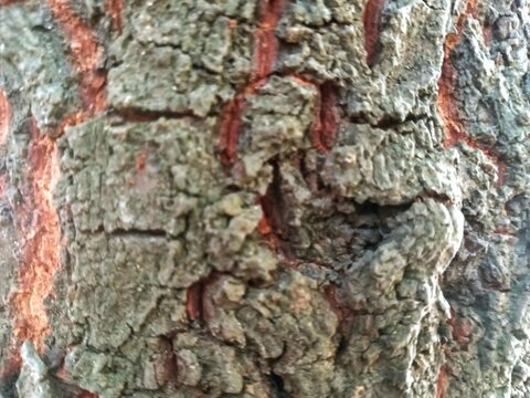 bark of a tree