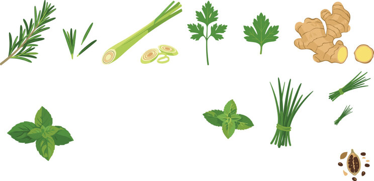 Fresh Culinary Herb and Spice Collection with Rosemary, Lemongrass, Parsley, Ginger, Mint, Chives, and Natural Seasoning Ingredients