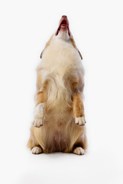 Australian Shepherd sits upright in begging pose and looks upward. Concept of begging trick, obedience training, canine balance, pet behavior, studio action.