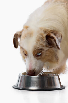 Australian Shepherd eats from metal pet bowl on white background. Concept of pet feeding, animal nutrition, daily routine, healthy diet, feeding time.