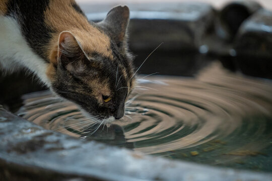 View of a calico cat drinking water from a stone fountain in the village of Fornalutx, Balearic Islands, Spain.