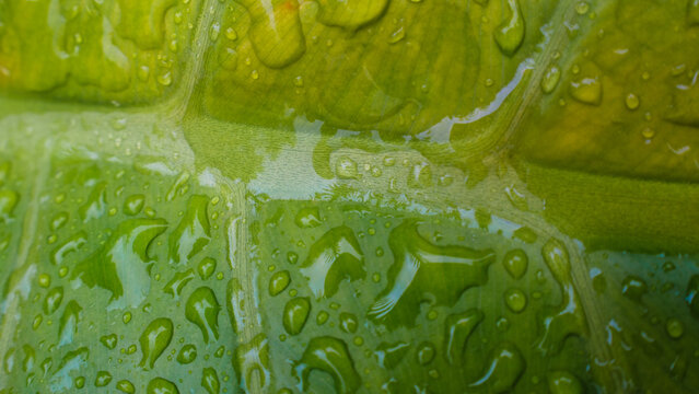 Water Droplets on Green Leaf Macro Natural Texture