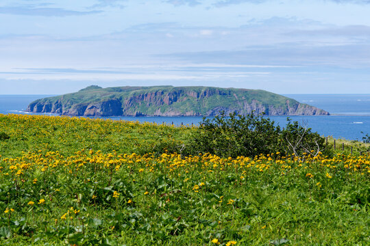 Ligularia Flowers and Daikoku Island at Ayamegahara in Akkeshi, Hokkaido, Japan