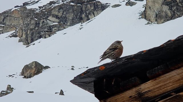 Alpine Accentor in Switzerland perched on wooden structure against snowy mountain slopes, high alpine wildlife and winter habitat for nature, birdwatching.