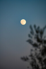 Bright full moon rising in a blue twilight sky beside a soft tree silhouette © Bambi and Sunny