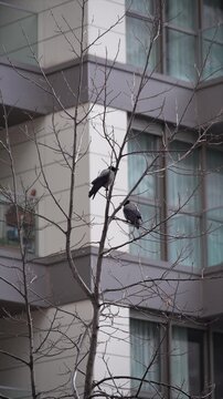 Two black crows perched on bare tree branches near a modern building