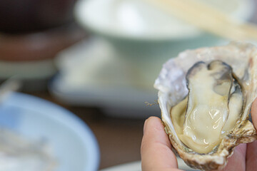 Fresh raw oyster held in hand with plump meat inside the shell © Bambi and Sunny