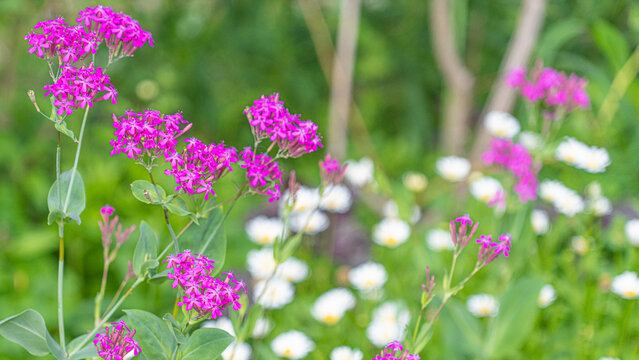 Vivid pink Sweet William catchfly blooming against soft white daisies