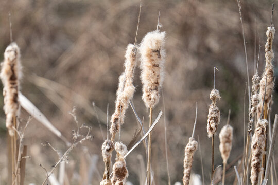 Fluffy winter cattail seed heads standing in a dry wetland