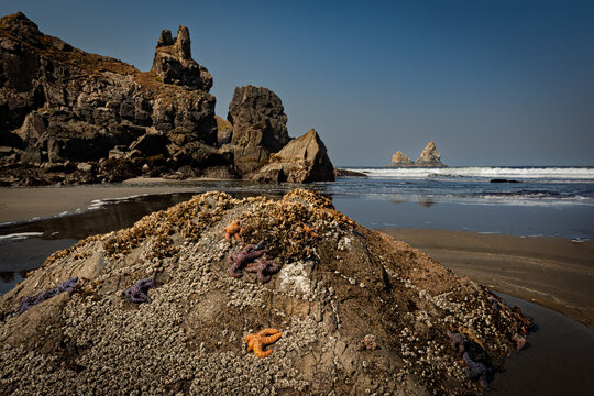 Rabbit ears rock at low tide on Oregon beach with orange starfish on the rock
