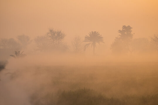 View of a foggy landscape in Punjab with palm trees and silhouettes of trees at sunrise in Jahanian, Pakistan.