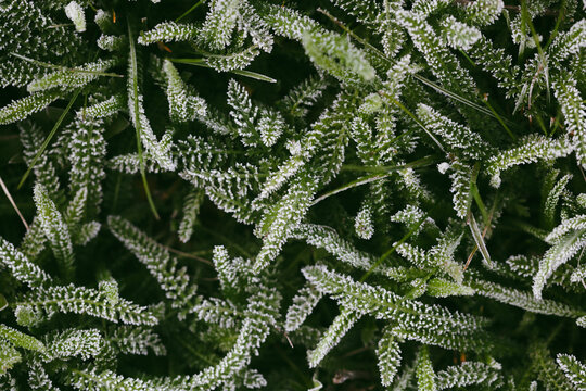grass covered in frost. Stock Photo background