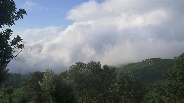 A dramatic cloud inversion rolls over a green tea covered mountain ridge under a blue sky in the misty highlands of Munnar, Kerala, India.