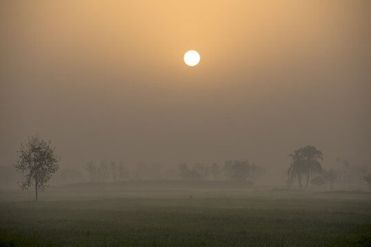View of a foggy landscape in Punjab at sunrise with scattered trees and a palm tree in the distance in Jahanian, Pakistan.