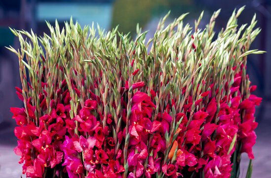 View of vibrant red gladiolus flowers at the Mian Phool Mandi flower market in Naain Sukh, Punjab, Pakistan.