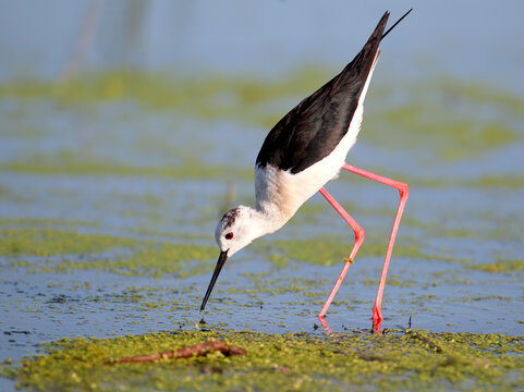 Black-winged Stilt probing water surface with long slender bill while wading.