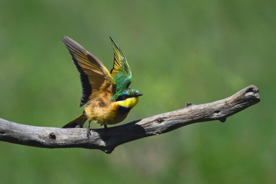 Little bee-eater lifts wings for quick take-off