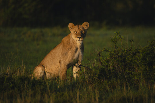 Young male lion sits looking towards camera