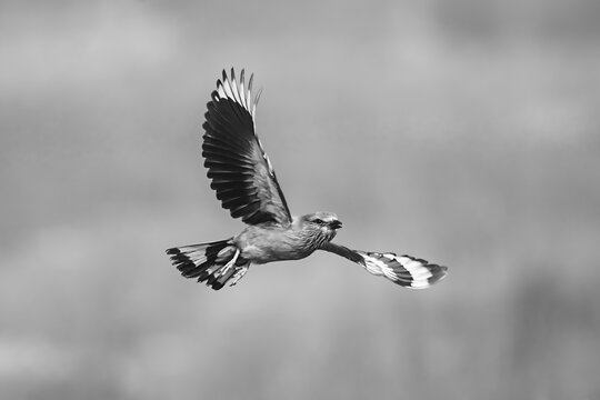 Mono Indian roller with catchlight spreading wings