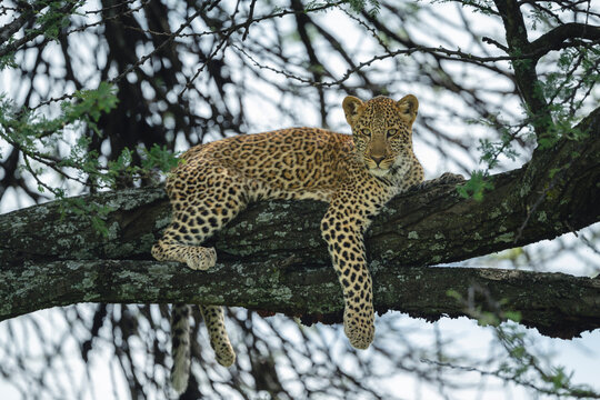 Leopard cub lies dangling paw over branch