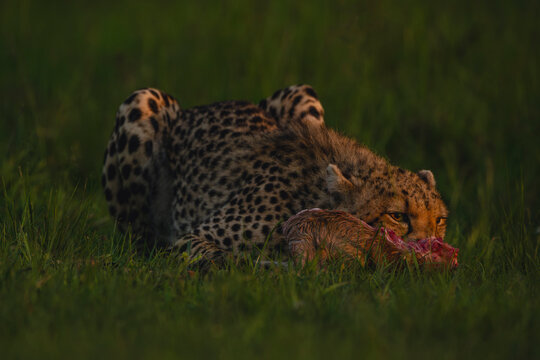 Female cheetah with catchlight lies eating carcase