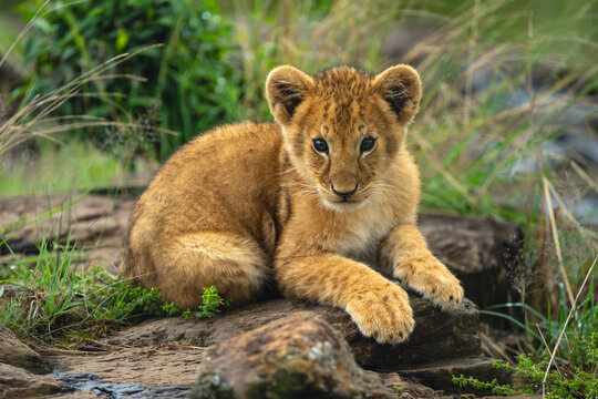 Lion cub lies watching camera from rock
