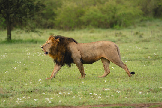 Male lion crosses short grass past tree