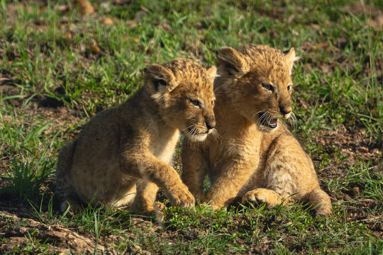 Two lion cubs sit together on grassland