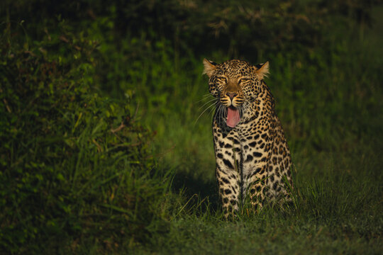 Female leopard cub sits yawning beside bush