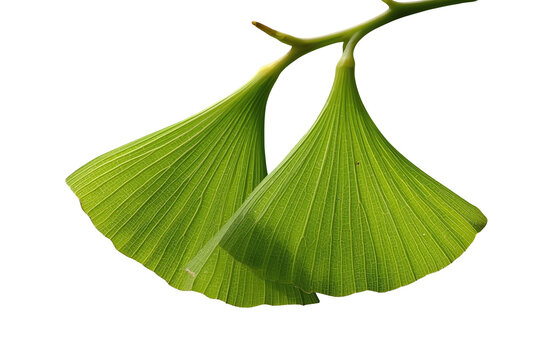 Pair of fresh green ginkgo leaves