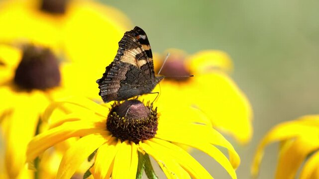 A small tortoiseshell butterfly feeding on a bright yellow flower in slow motion, with delicate wing movements and a soft green natural background.