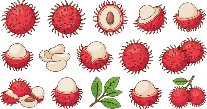 Fresh rambutan exotic fruit vector icons set featuring hand drawn style designs of whole hairy half slices seeds leaves tropical asian healthy organic sweet food collection