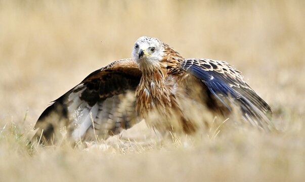 A Red Kite wings out shielding its food on the ground.