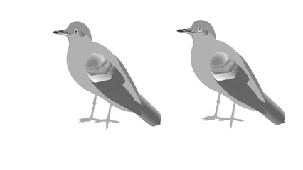 Obraz premium Grey dove bird pair standing vector illustration