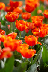 Fototapeta premium red and yellow tulip