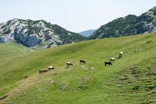 View of cows grazing on the lush green mountain slopes of Durmitor National Park in Zabljak, Zabljak Municipality, Montenegro.