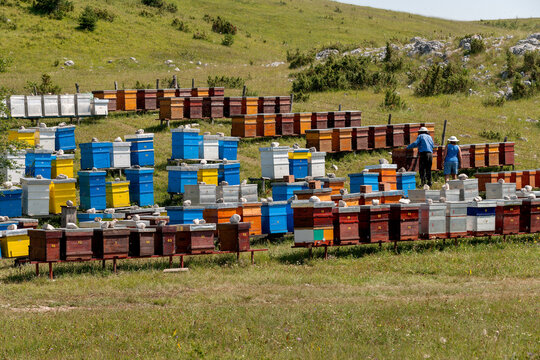 View of beekeepers tending to colorful wooden beehives in a grassy meadow within Durmitor National Park in Zabljak, Zabljak Municipality, Montenegro.