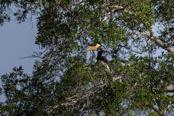 Malabar pied hornbill perched high in a tree canopy at Yala National Park, Sri Lanka. Wildlife profile shot of Anthracoceros coronatus. © Dumindu