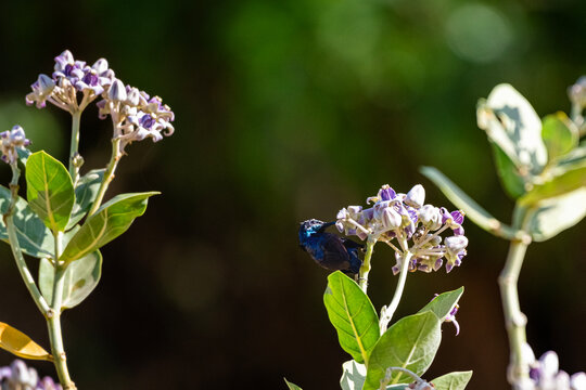 Optimized Title: Male purple sunbird drinking nectar from crown flower bush in Yala National Park, Sri Lanka. Wildlife shot of Cinnyris asiaticus feeding on Calotropis gigantea.