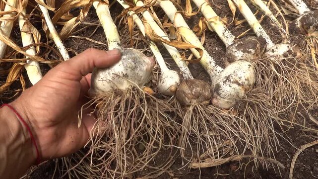 Gardener showing a giant elephant garlic bulb resting on the soil in an organic garden