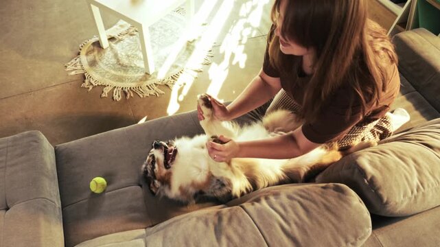 Woman petting Australian Shepherd belly while relaxed dog lies on sofa. Concept of pet grooming, belly brushing, coat maintenance, and animal trust.
