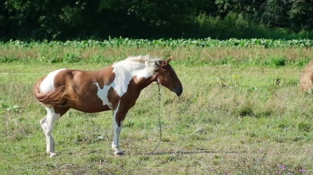 Beautiful pinto horse shaking its mane and tail in slow motion on a green summer pasture