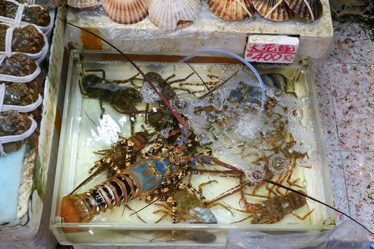 Hong Kong Causeway Bay street market fish shop. Various lobsters, including large painted lobster (Panulirus versicolor).
